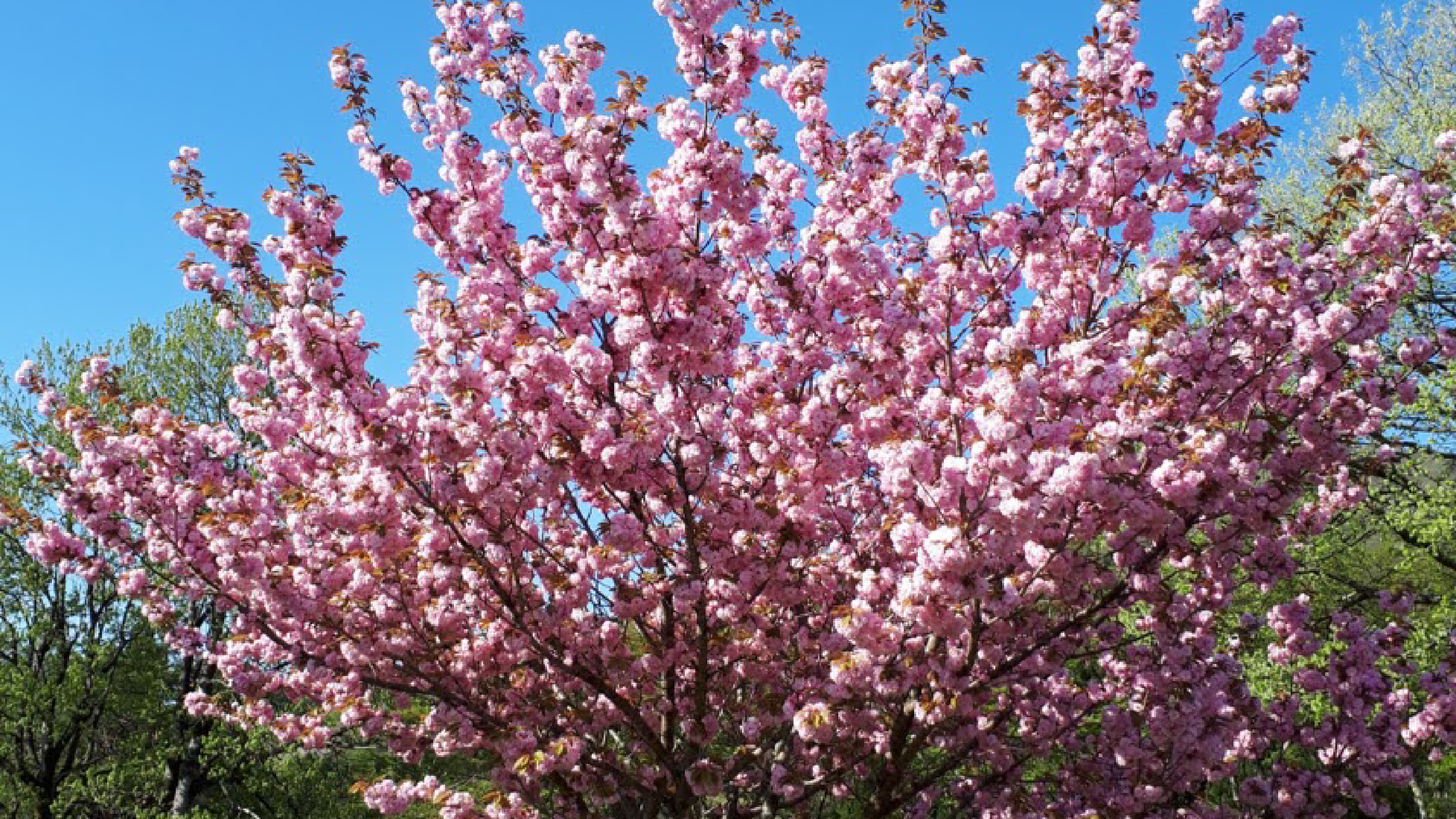 Sakura in this terrain