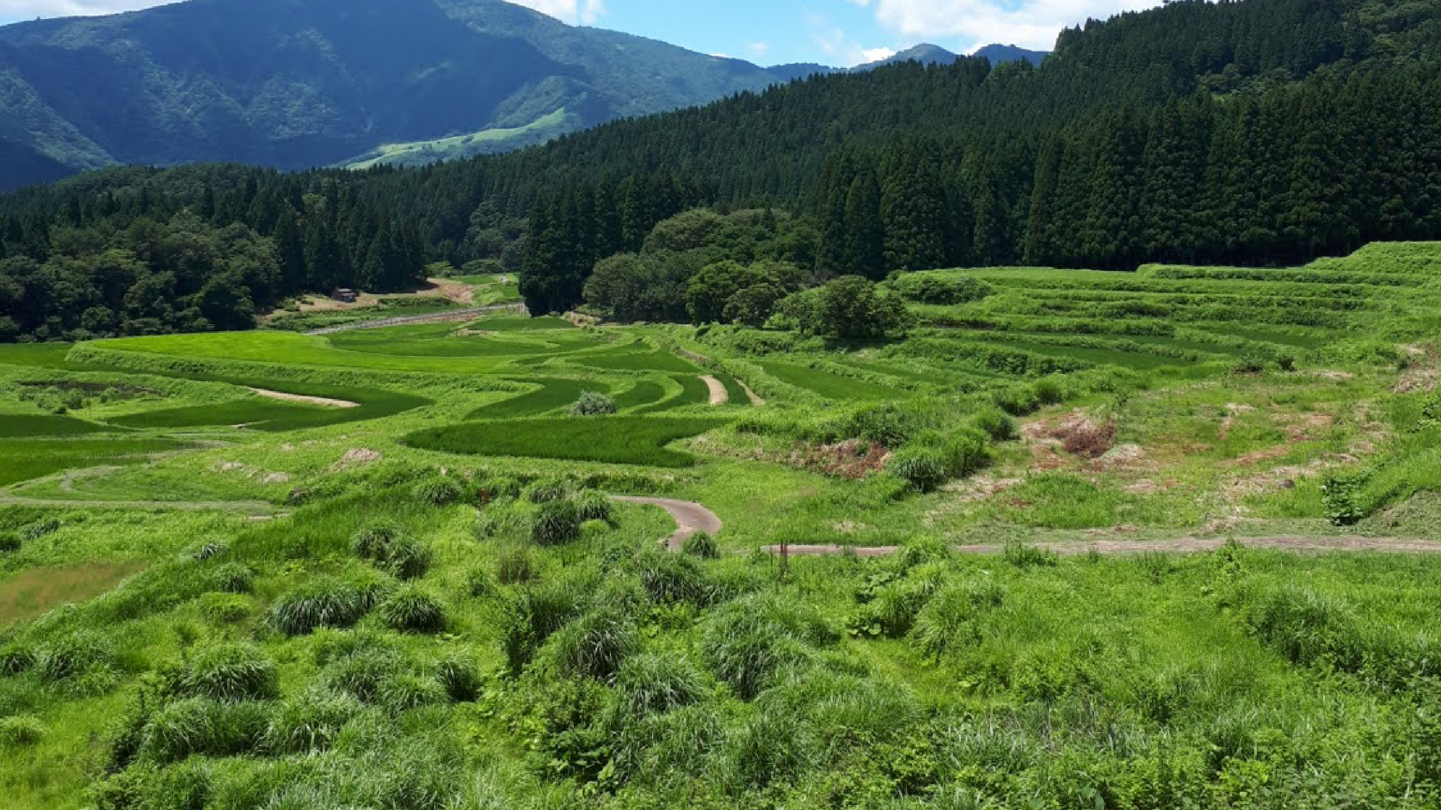 Mt.Hyono & Terraced rice fields